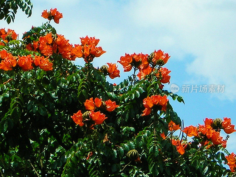 开花树桔子花的剪影天空Butare卢旺达非洲