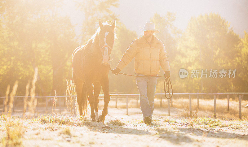 牛仔用牵引绳牵着马穿过美丽的金色田野