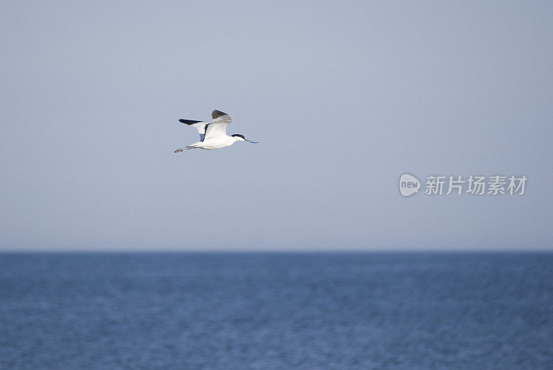 飞行Avocet