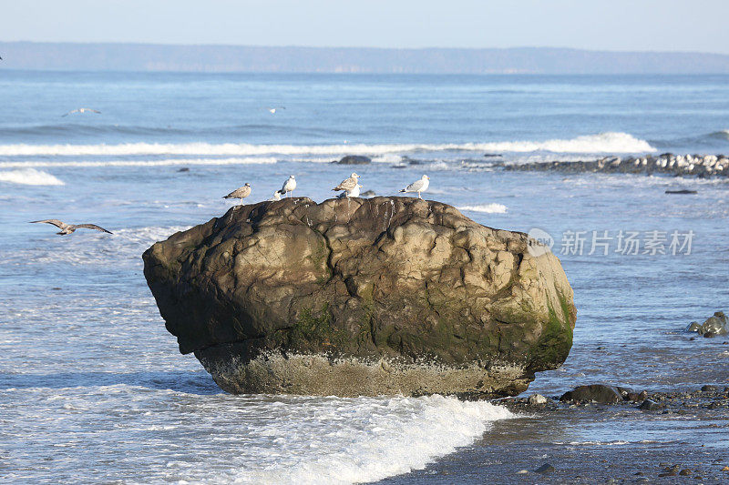 大石头上面有海鸥，小海浪。