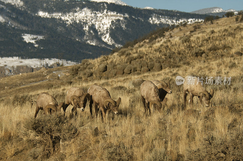 六只大角绵羊在蒙大拿的山坡上吃草