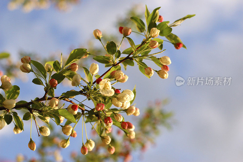 日落时的山楂苹果树花