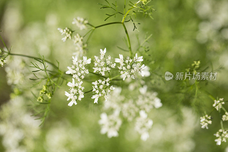 香菜植物开花