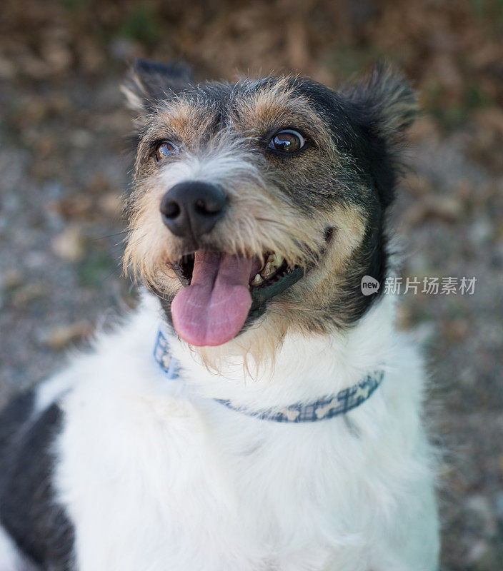 小猎犬坐在一旁看着