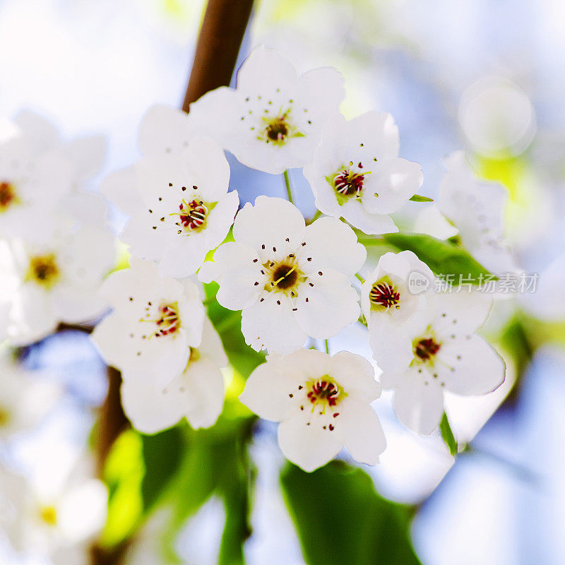 樱花樱花