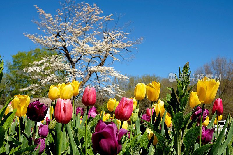 郁金香花园