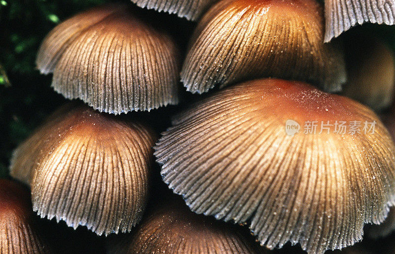蘑菇的细节