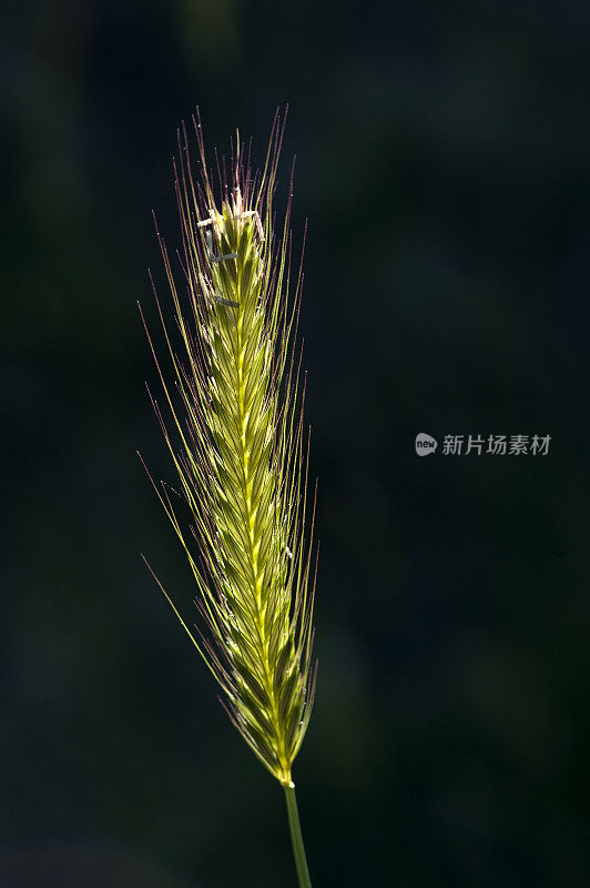 黑麦