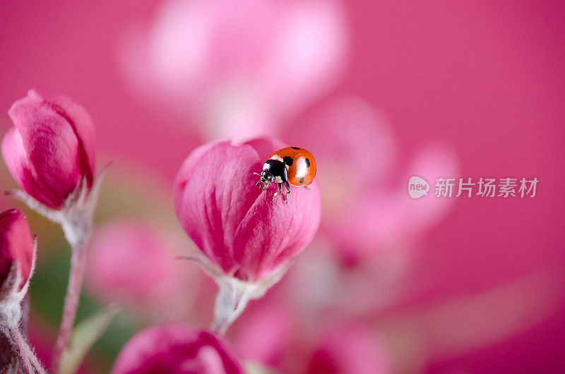 瓢虫在海棠花上。