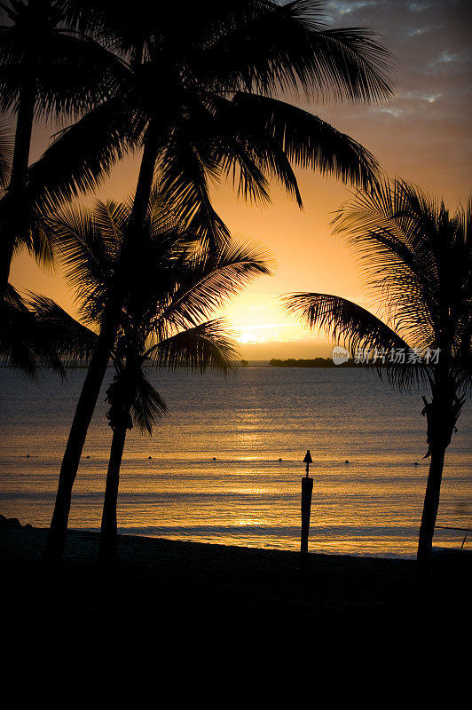 美丽的热带斐济日落与棕榈树