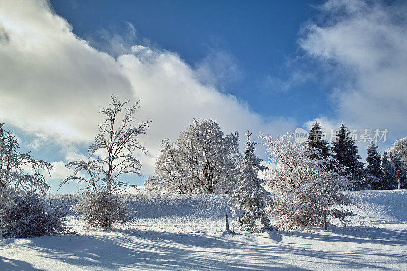 黑森林冬天的雪景