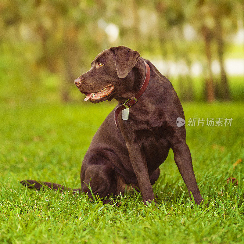 巧克力拉布拉多寻回犬