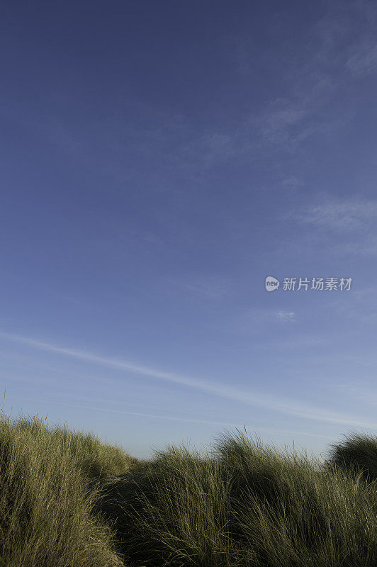 草地和沙丘在诺福克海滩，英国