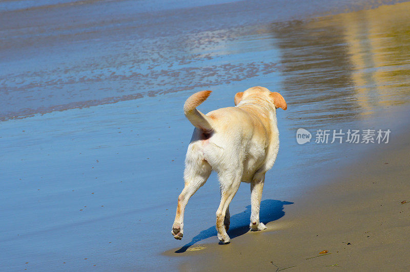 拉布拉多寻回犬