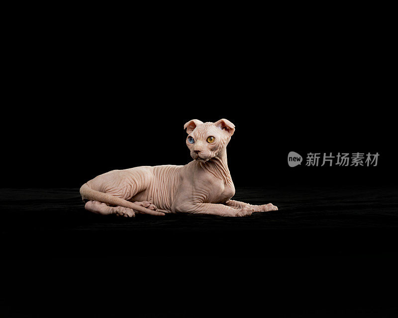 Sphynx猫