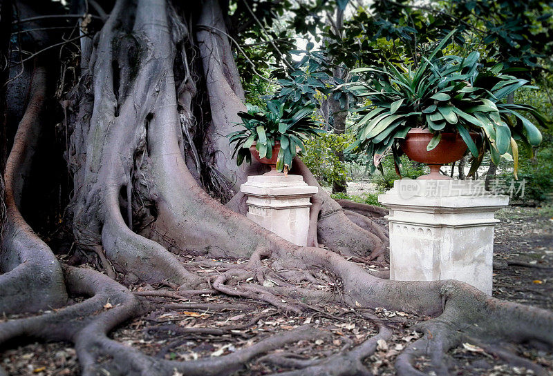 巴勒莫,植物园