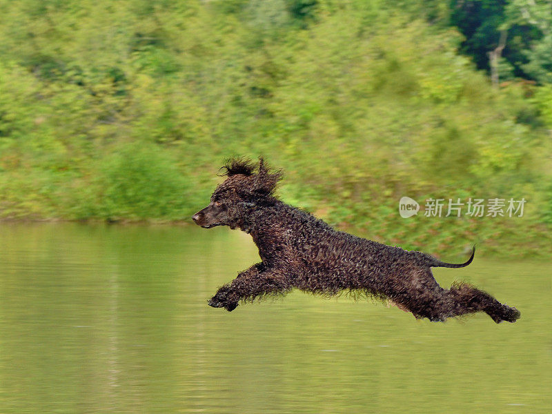 法国贵宾犬跳跃