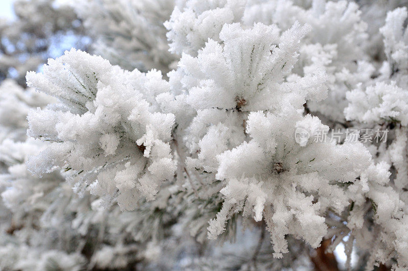 松针上覆盖着雪