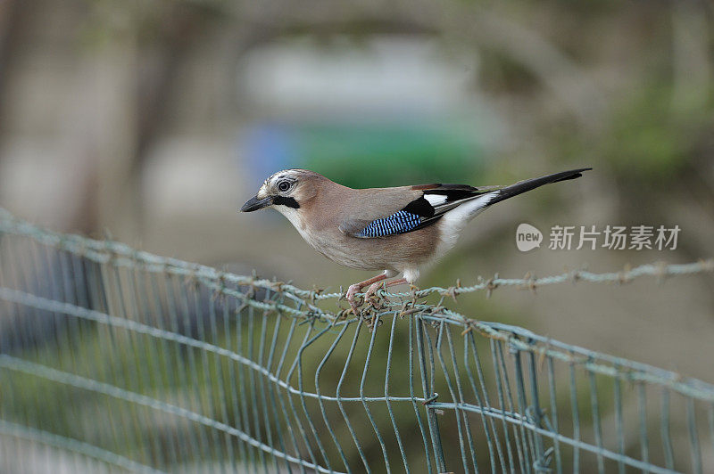 杰在一个菜园附近