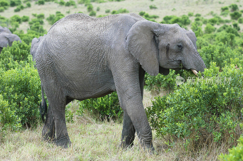 野生非洲象吃小树的特写