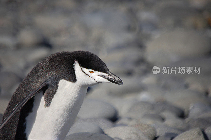 乔治王岛帽带Penquin