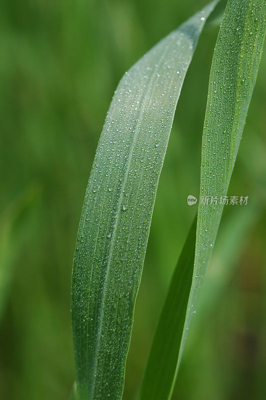 麦草特写1