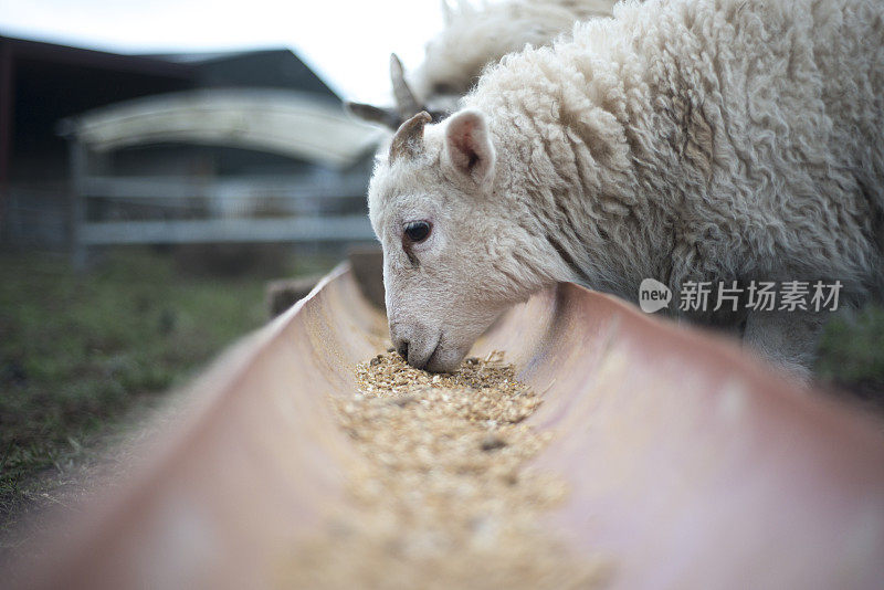 春天，小羊羔在户外用餐