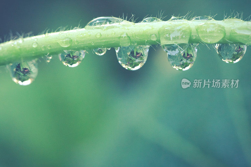 依附在绿色植物茎上的雨滴-自然背景