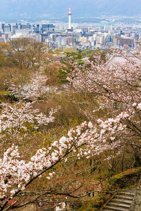 日本本州的京都塔