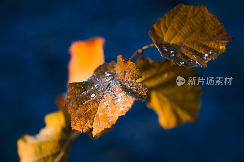 初雪落在金叶上，换换季节