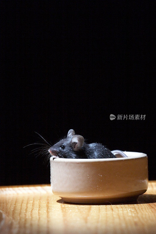 可爱的黑老鼠在一个碗