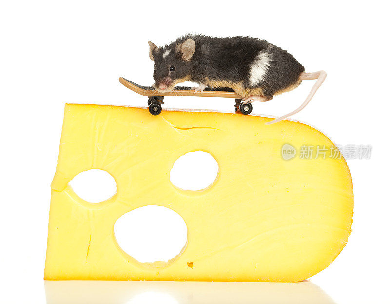 滑板上的老鼠。