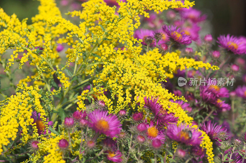 金杆菊和米迦勒雏菊