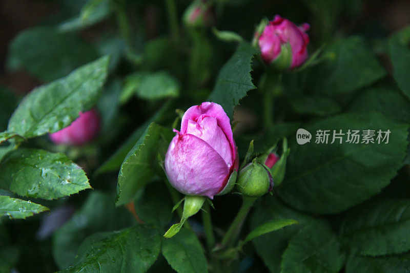 雨后玫瑰