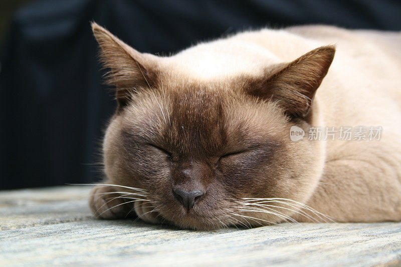 一只缅甸猫在甲板上睡觉