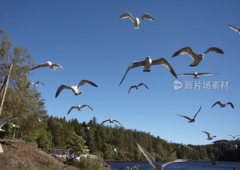 蓝天上的海鸥