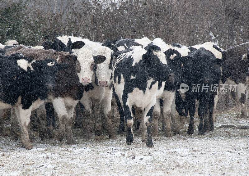 奶牛在暴风雪中挤在一起