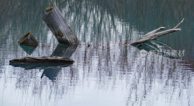 树桩倒映在水中，朱砂湖，班夫，班夫国家公园，阿尔伯塔，加拿大