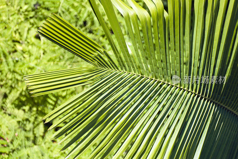 热带棕榈树林