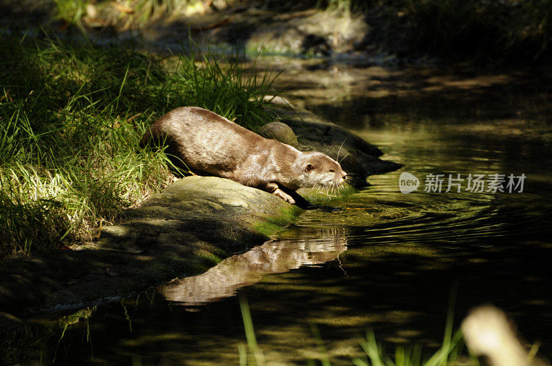 水獭喝凉水