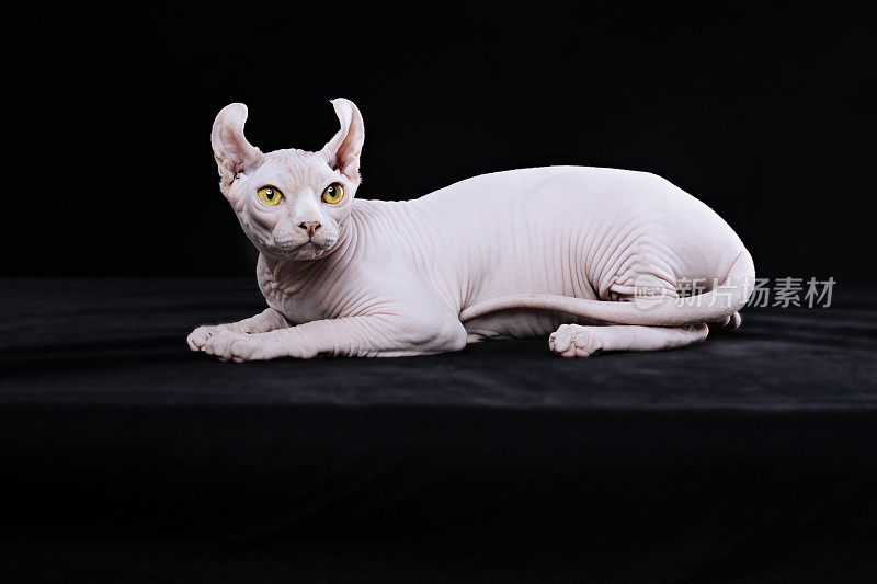 Sphynx猫