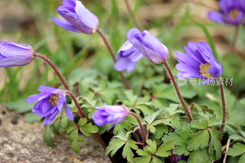 这是春季紫色银莲花的特写照片