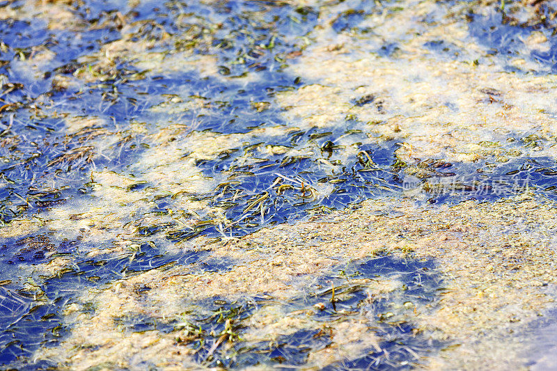 有藻类的水面
