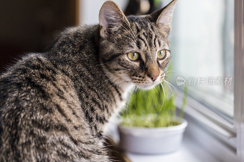 这是一只安静的7个月大的鲭虎斑猫在放松。