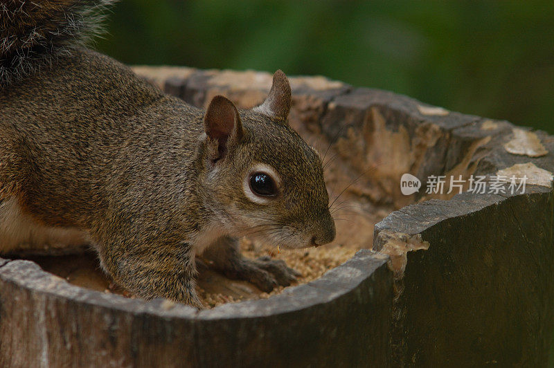 东部灰松鼠