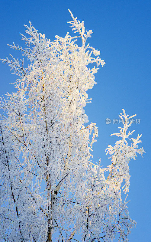 冬天白雪覆盖的树