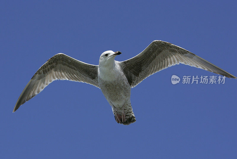 银鸥