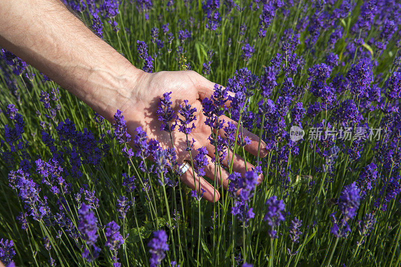 薰衣草花