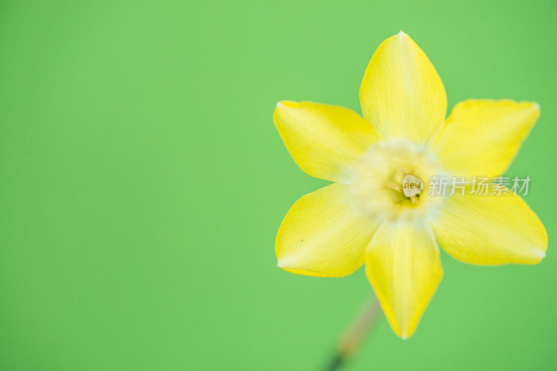 黄色水仙花在绿色的背景上-近距离