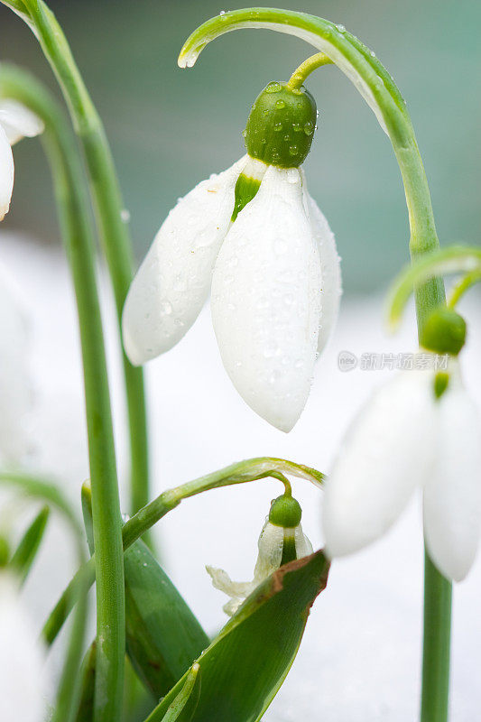 雪花莲在雪